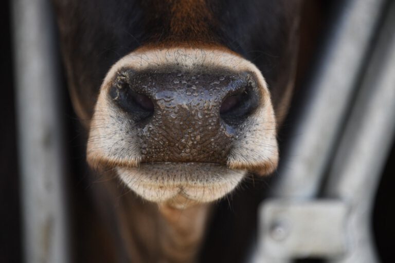 Etappensieg für Tierschützer